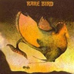 Buy Rare Bird