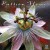 Purchase Passion Flower: Zoot Sims Plays Duke Ellington Mp3