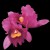 Purchase Orchid Mp3