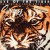 Buy Japanese Papersleeve Collection: Eye Of The Tiger CD3