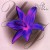 Purchase Violet Flower Mp3