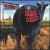 Purchase Dude Ranch Mp3