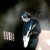 Buy Westwood One (Live) (Vinyl)