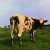 Purchase Atom Heart Mother Mp3