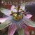 Purchase Passion Flower Mp3