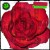 Purchase Rose Colored Bass Mp3