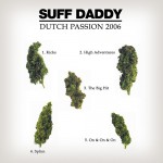 Buy Dutch Passion