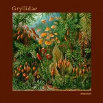 Buy Gryllidae (CDS)