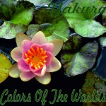 Buy Colors Of The Worlds