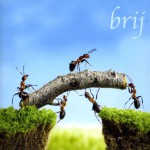 Buy Brij