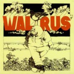 Buy Walrus