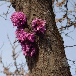 Buy Meeting With A Judas Tree