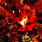 Buy Kaleidoskopedelia