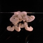 Buy Wish You Were Dead