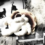 Buy Entanglement