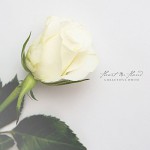 Purchase Heart In Hand A Beautiful White