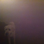Buy Dog In The Fog (EP)