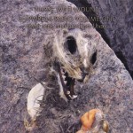 Buy Shipwreck Radio Volume One (Seven Sonic Structures From Utvær) CD2