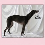 Buy Flat Worms