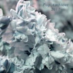 Buy Pop Ambient 2017