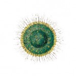 Buy Radiolarians III: The Evolutionary Set