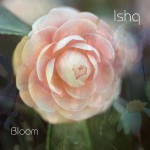 Buy Bloom