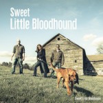 Buy Sweet Little Bloodhound