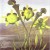 Buy English Commonflowers