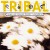 Purchase Tribal: Best Of House Music Vol. 6 Mp3