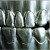 Purchase Steel Teeth Mp3