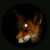 Buy Foxology (EP)