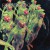 Purchase Espectrostatic Mp3