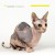 Purchase The Fashionistas Mp3
