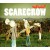 Buy Scarecrow (CDS)