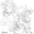 Buy Bloodroot
