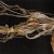 Buy Transfer Trachea Reverberations From Point: False Omniscient
