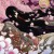 Purchase Hyakkikenran Mp3