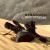 Purchase Stranded Mp3