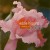 Buy Speaking Of Jobim