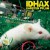 Purchase Idhax Mp3