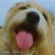 Buy Songdog 