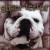 Buy Bulldog Edition CD1