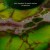 Buy Serpentine (With Martin Archer)