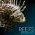 Purchase Earth Tones: Reefs Mp3
