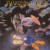 Buy The Singles '82-'88: Sugar Mice CD10