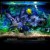 Purchase Analog Aquarium Mp3
