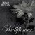 Buy Wallflower (CDS)