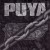 Buy Puya
