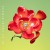 Buy Ai No Hana (CDS)