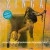 Purchase Zinga (Vinyl) Mp3